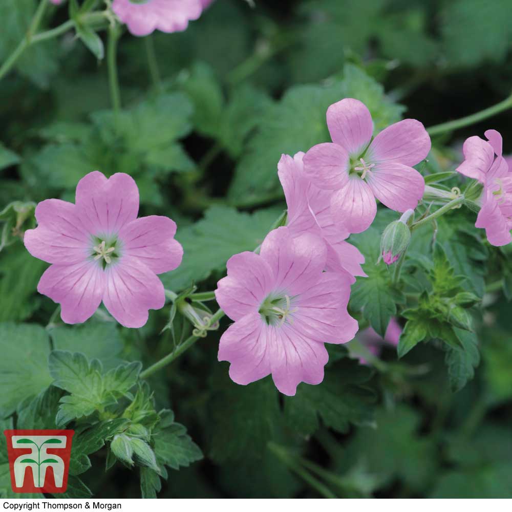 Geranium Endressii