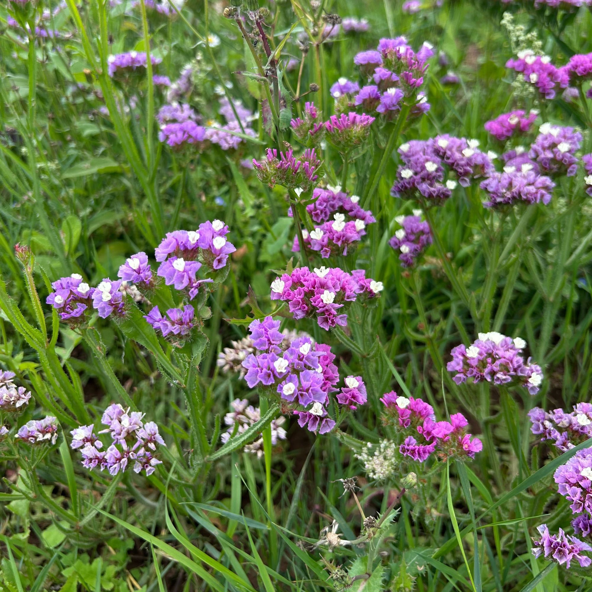 Flowering statice growing on Pool Hullock farm, Bloom & Wild's organic flower farm