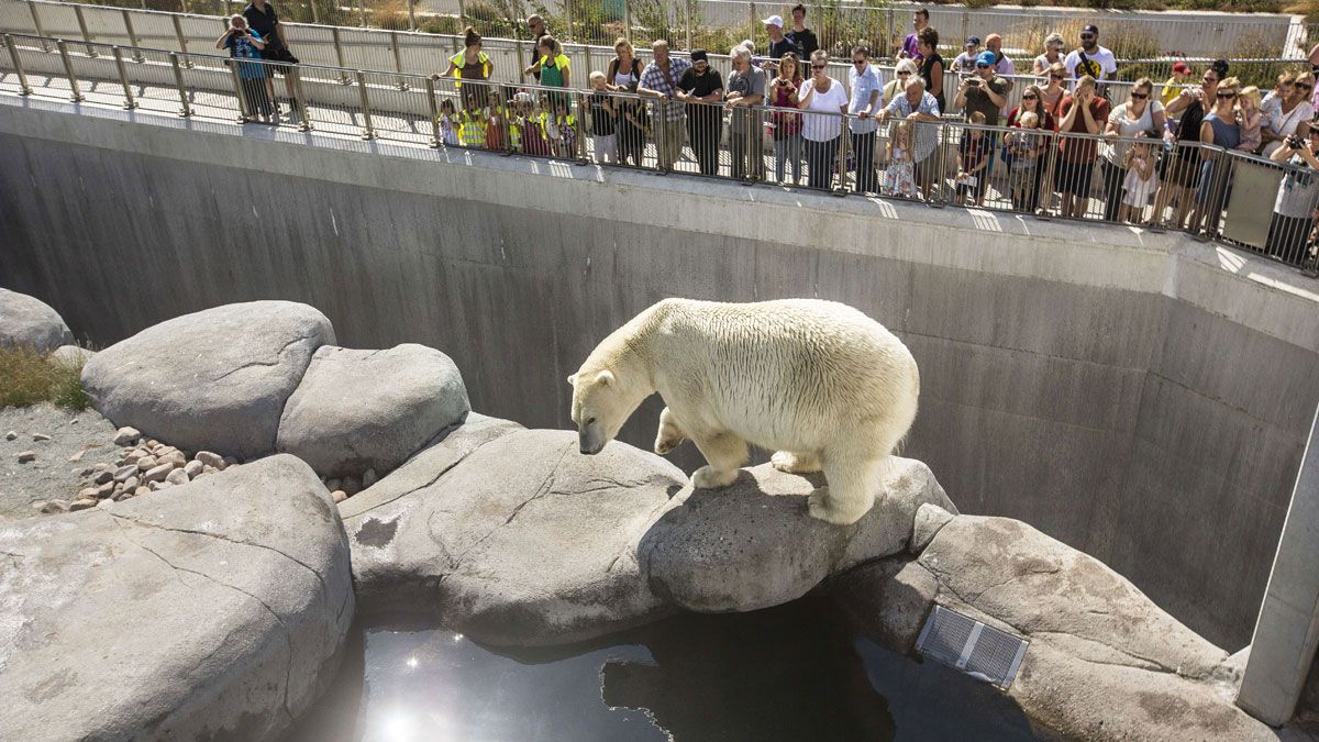 Polar bear at Copenhagen Zoo