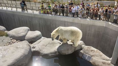 Polar bear at Copenhagen Zoo