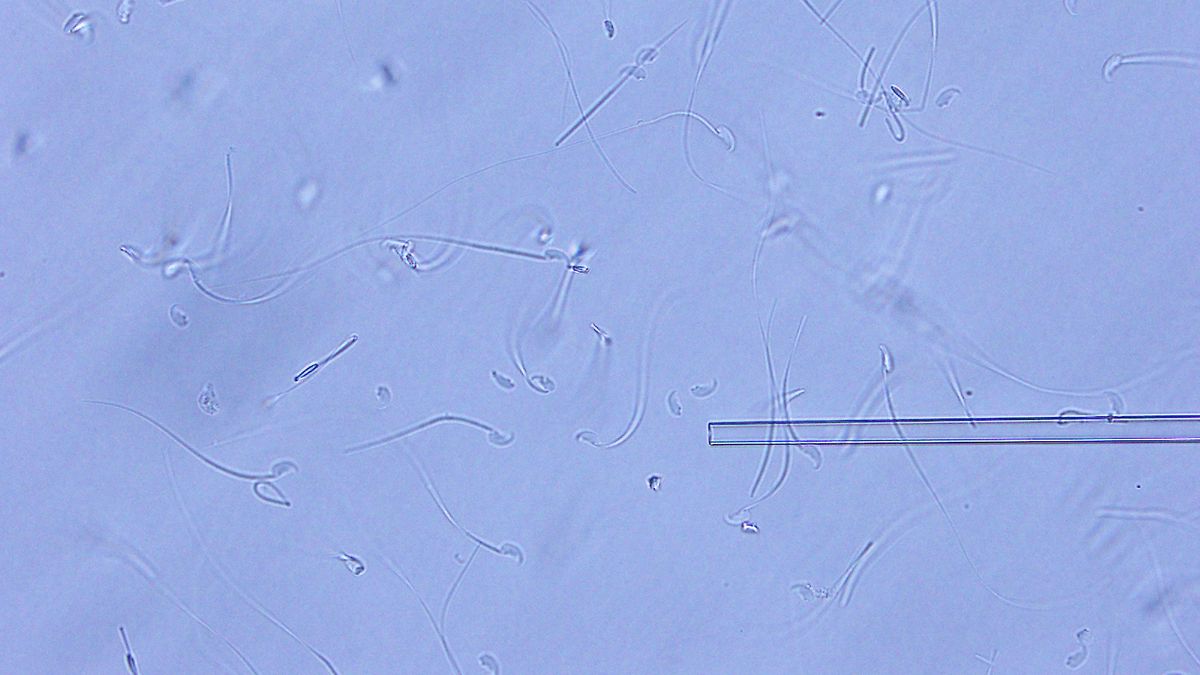 Ampoules were returned from ISS to Earth, then, freeze-dried sperm were rehydrated by water. You can use those sperm for in vitro fertilization immediately, no need to wait 3 minutes.