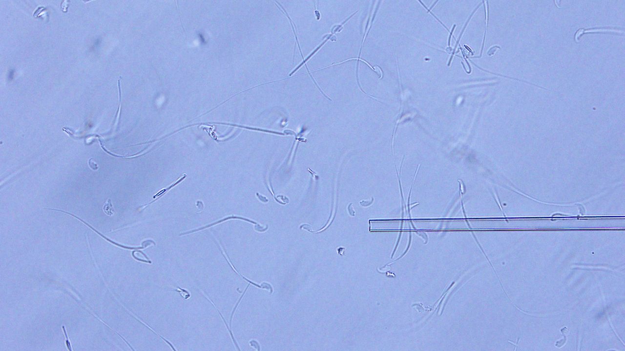 Ampoules were returned from ISS to Earth, then, freeze-dried sperm were rehydrated by water. You can use those sperm for in vitro fertilization immediately, no need to wait 3 minutes.