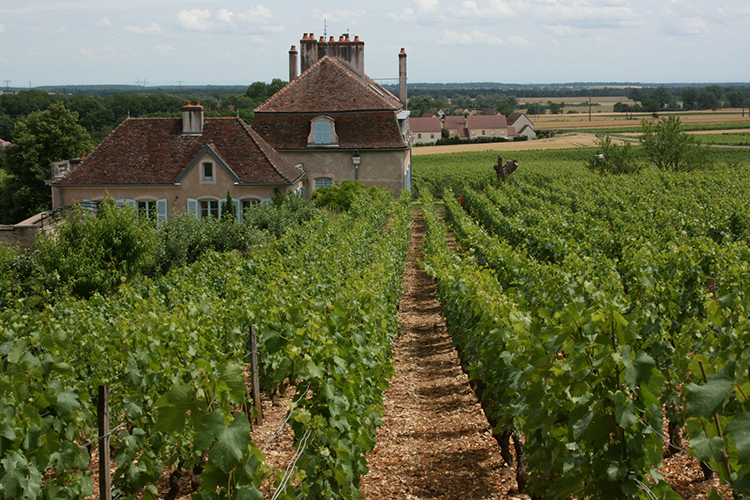 Chardonnay, Cote de Nuits