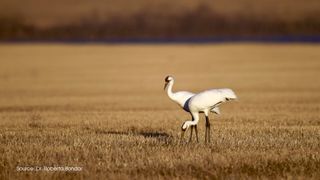 The whooping crane was a good subject for aerial photography due to its size and color, easing its track from the air.