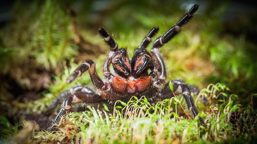 The new funnel-web spider.