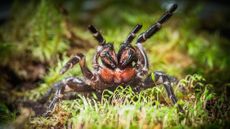 The new funnel-web spider.