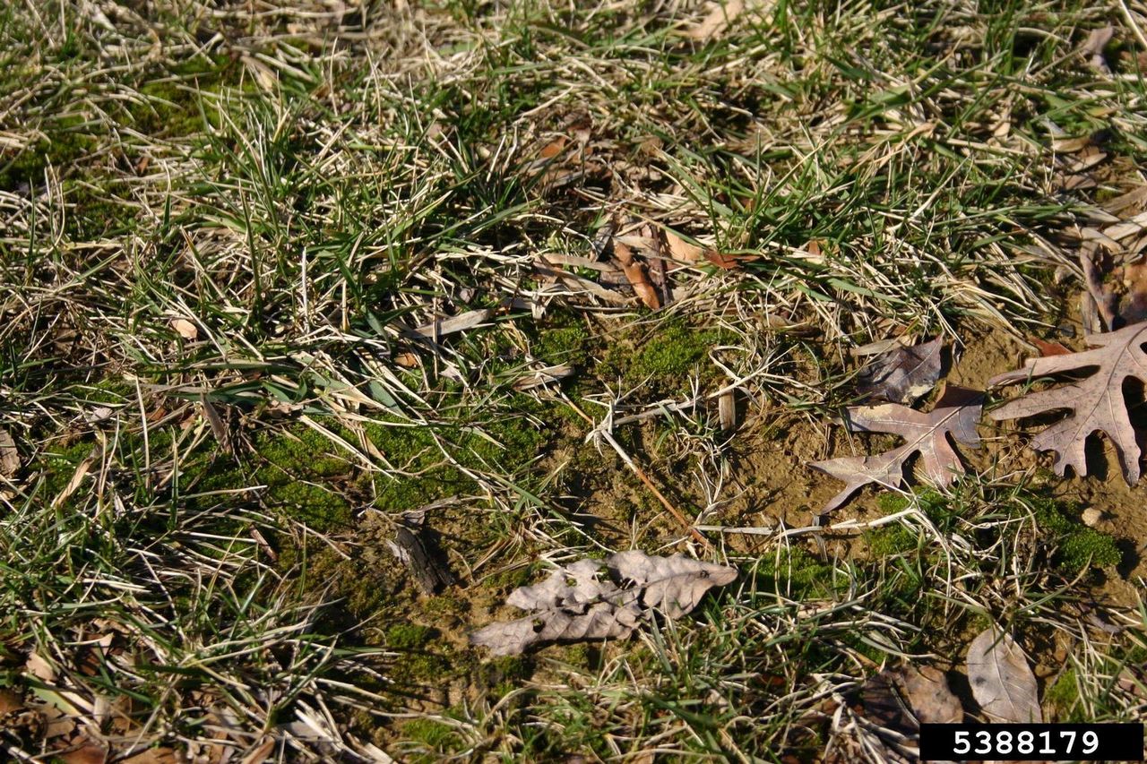 Algae Growing in Lawn