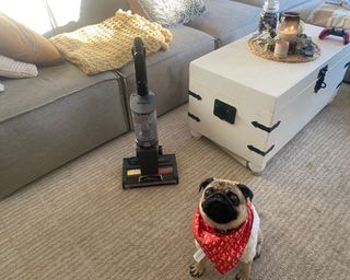 Shark Stratos Anti Hair Wrap Plus Pet Pro vacuum folded down with Doug the Pug sitting beside it