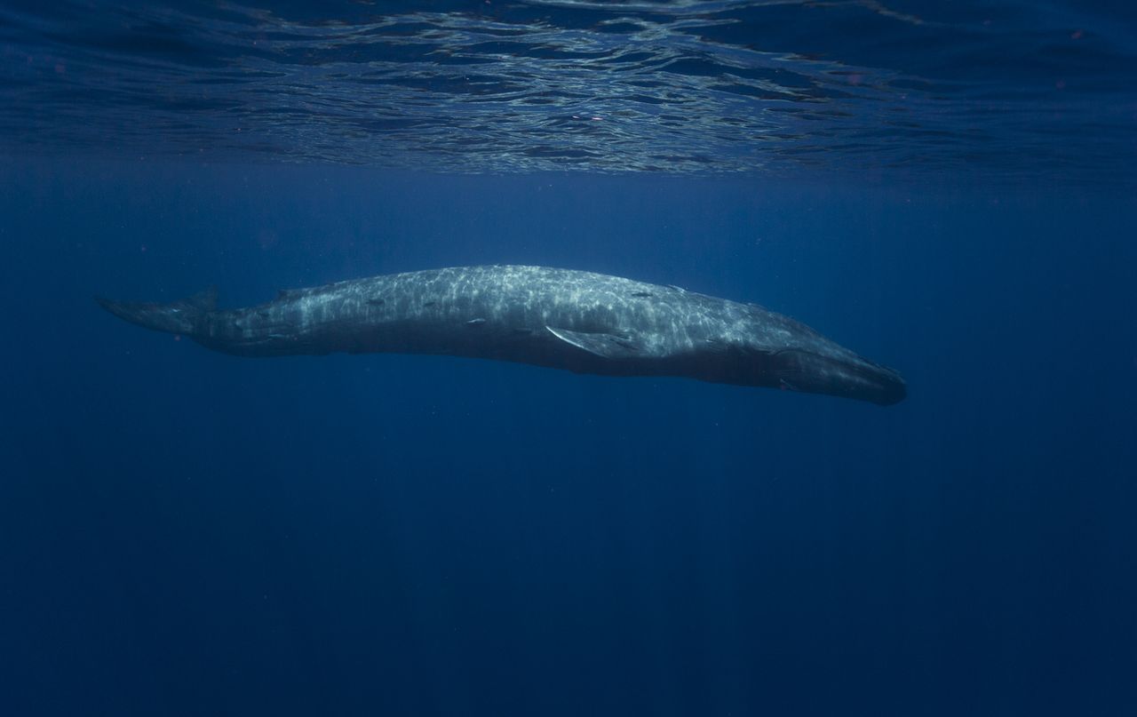 Blue whale.