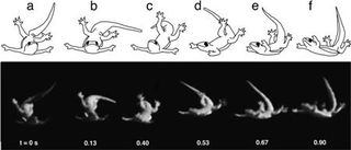 Geckos gliding in a wind tunnel use their tails to keep themselves upright.