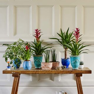 Displaying houseplants on a wooden bench