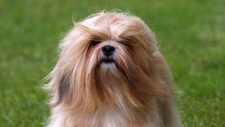 Lhasa Apso close up