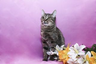 a cat and flowers