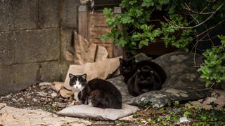 Three stray cats outside