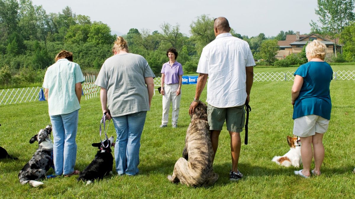 dog training class