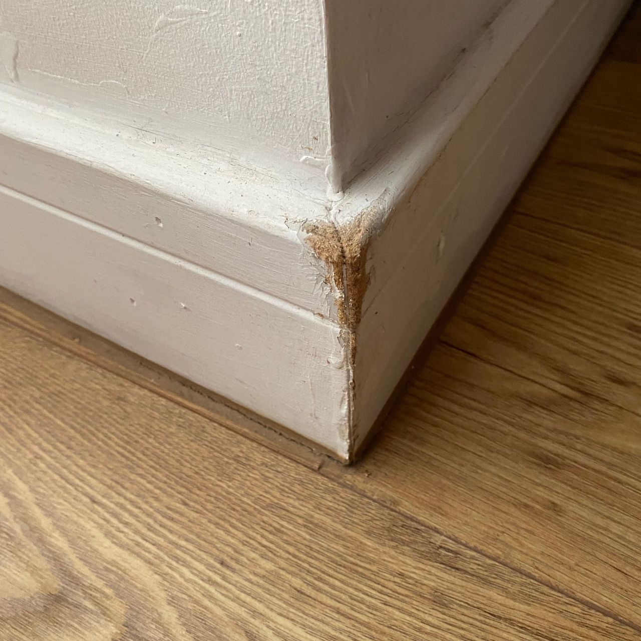 Chewed outer corner of a skirting board