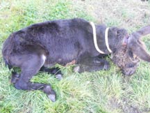 Collapsed_donkey_with_head_collar_injury.jpg
