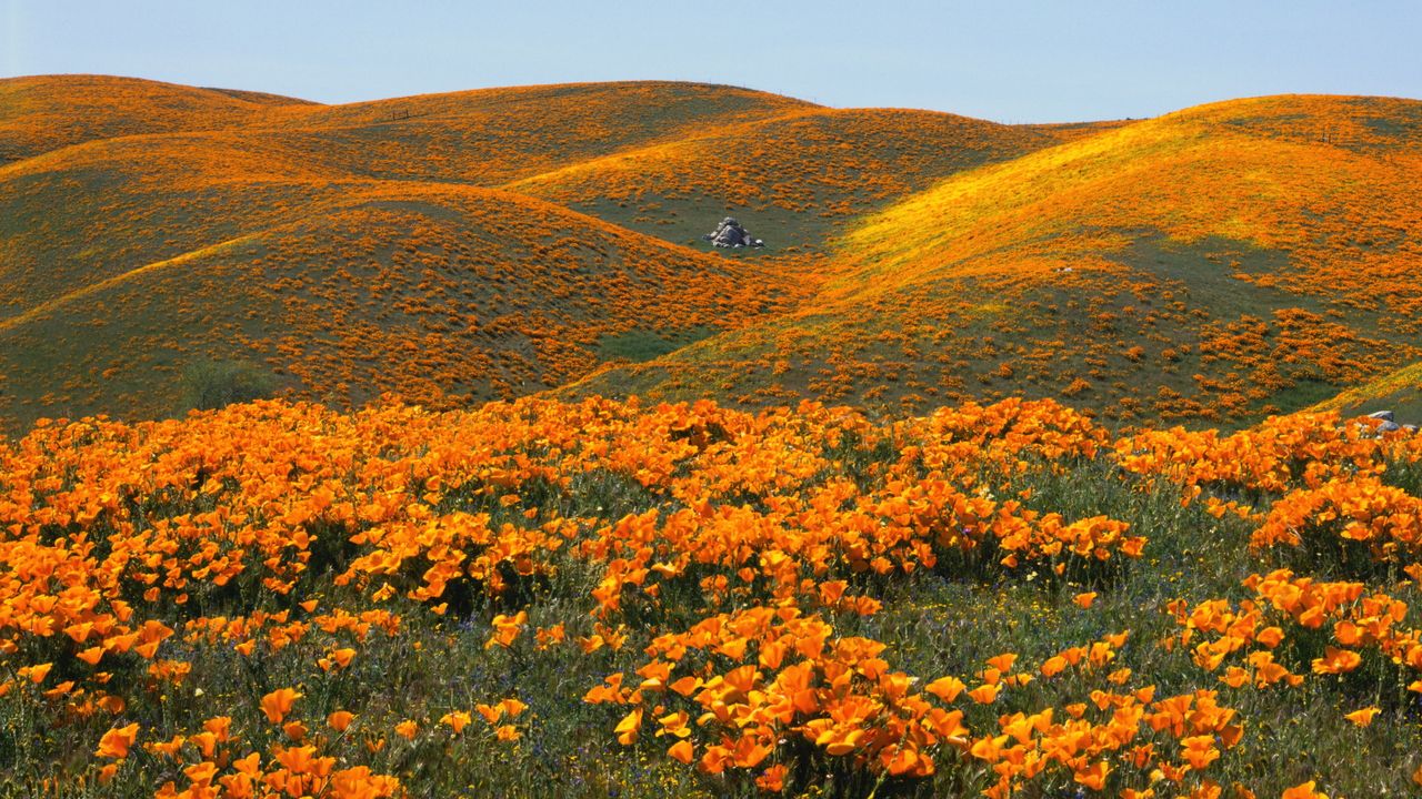 California poppies on rolling hills