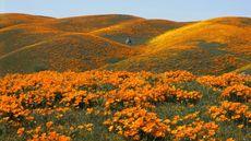 California poppies on rolling hills