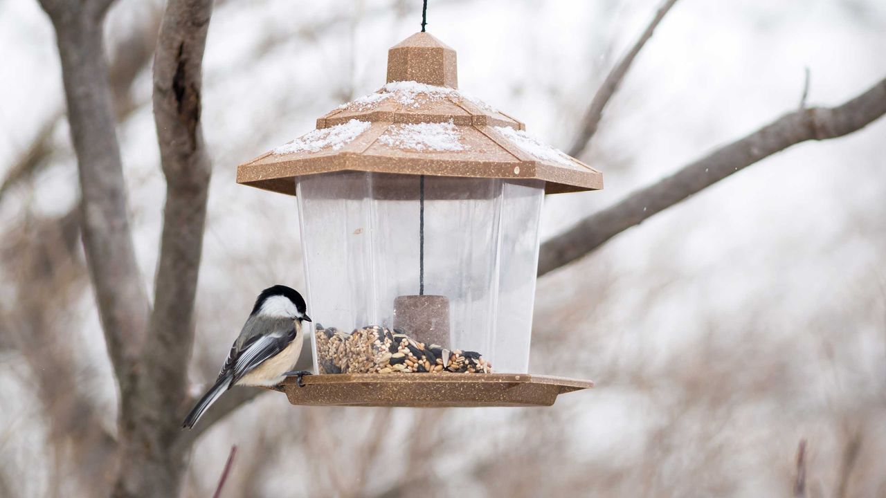 feeding birds in winter