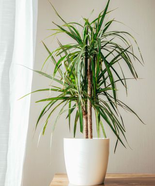 dracaena plant in ceramic pot by window