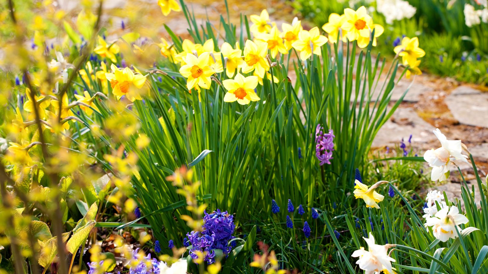 How to plant daffodil bulbs when, where and how to plant daffodils