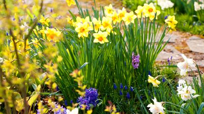 how to plant daffodil bulbs in a garden with other spring bulbs
