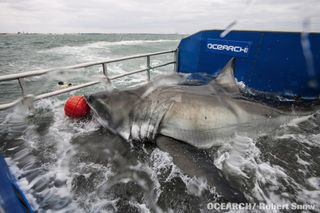 Great white shark being captured and tagged