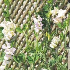 Closeup of white sweet peas flowering on wooden trellis in garden