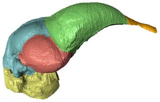 The brain cast of Archaeopteryx lithographica partitioned into neuroanatomical regions. The endocast is partitioned into the following neuroanatomical regions: brain stem (yellow), cerebellum (blue), optic lobes (red), cerebrum (green), and olfactory bulbs (orange).