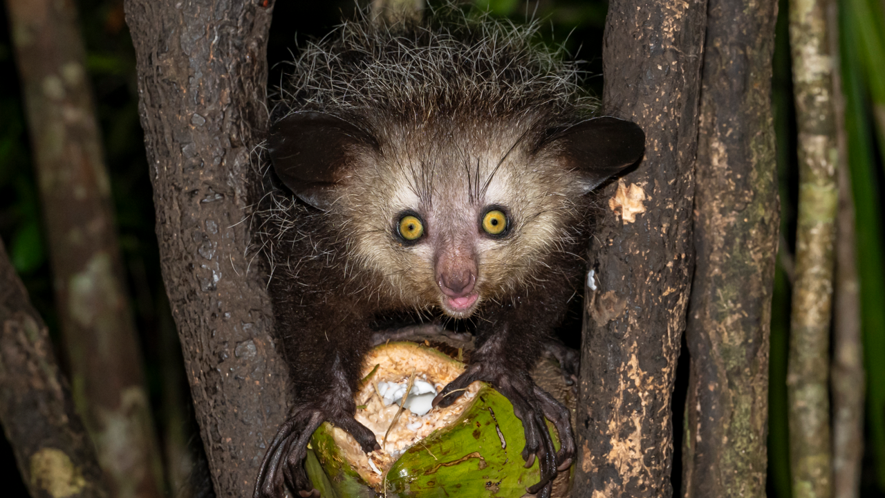 Aye-ayes: The strange nocturnal lemurs with long, creepy fingers