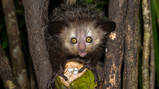Close-up of an aye-aye (Daubentonia madagascariensis) in a tree with a piece of fruit, Le Palmarium Reserve, Madagascar.