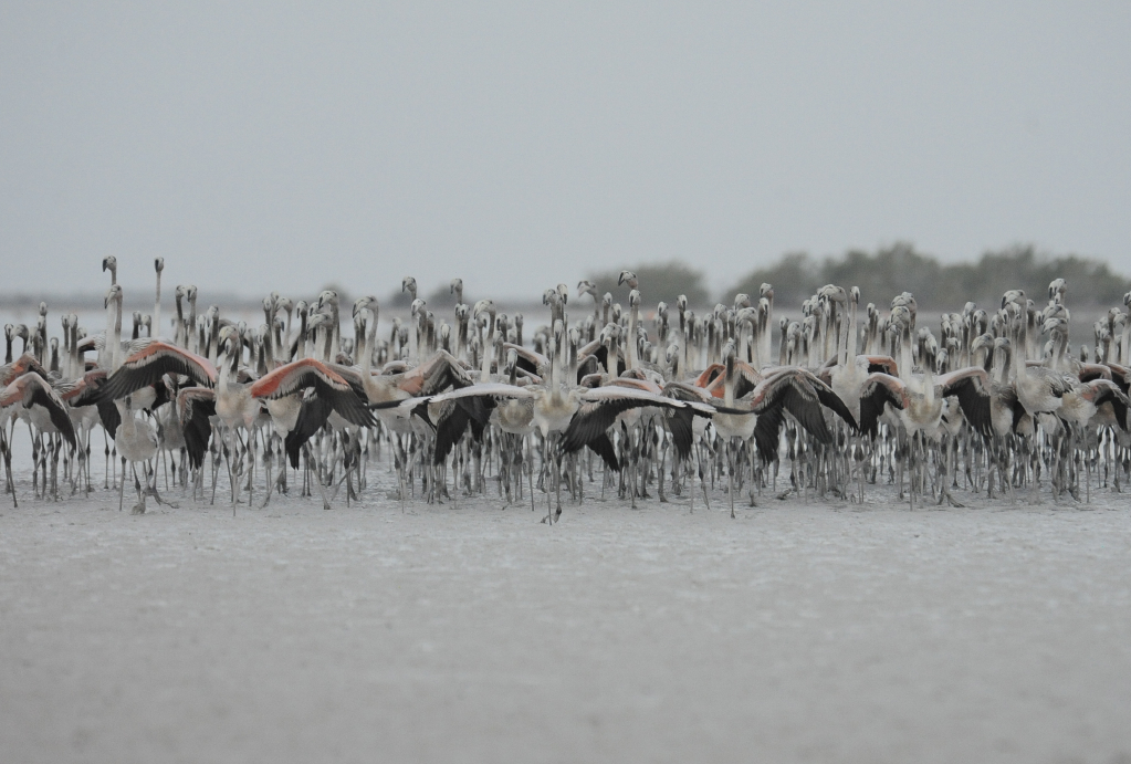 Young flamingos take wing