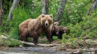 Mother bear and three cubs