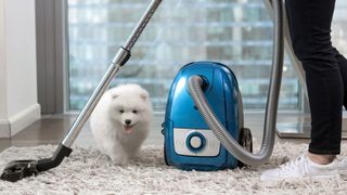 Dog and a vacuum cleaner on a rug