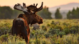 Moose in Wyoming at sunrise