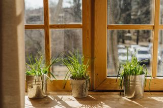 pots of lemongrass on a kitchen window sill