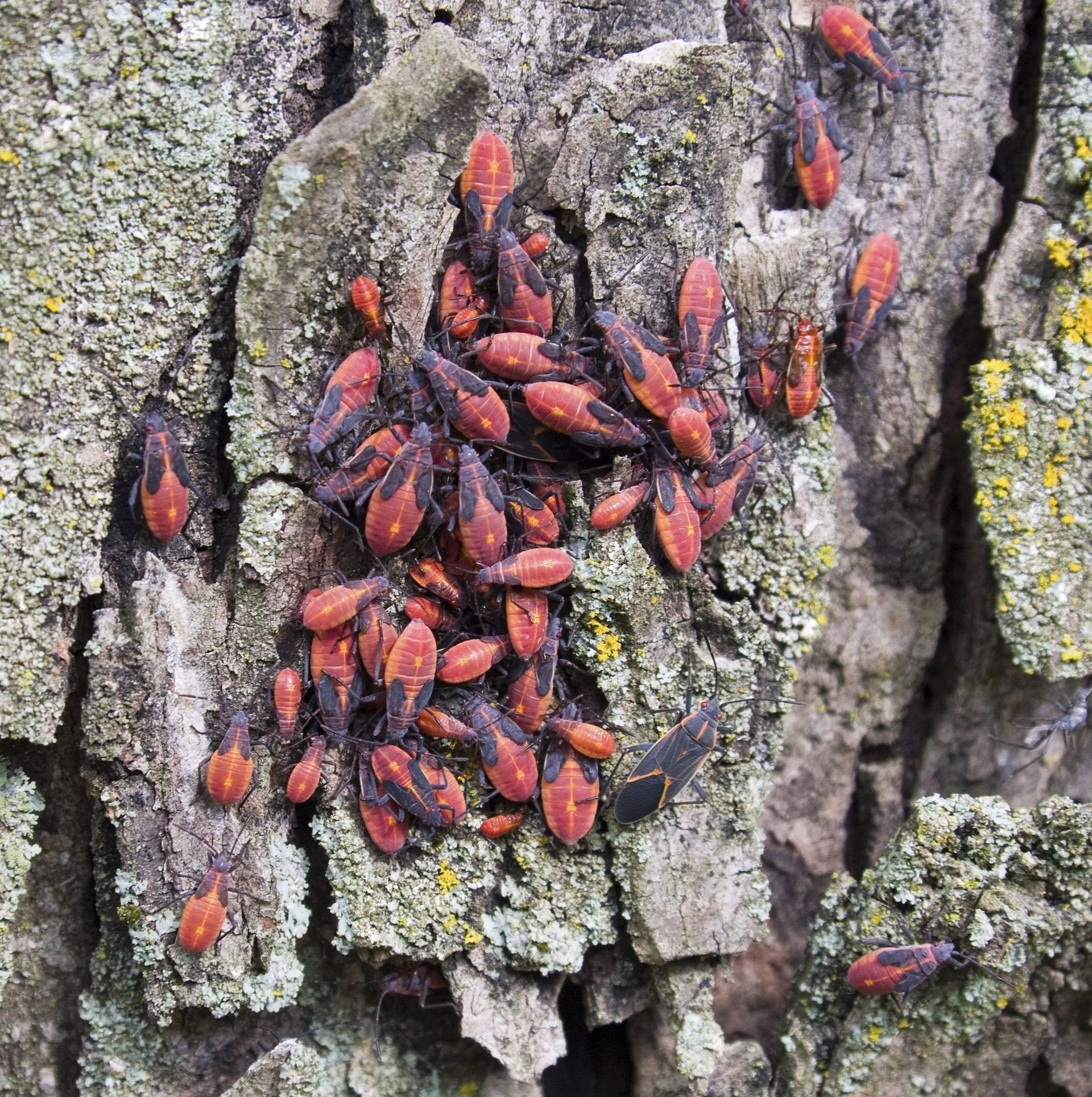 Boxelder Bug Control Methods - How To Get Rid Of Boxelder Bugs In ...