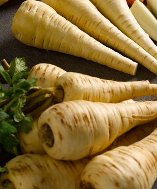 Tender and True parsnips recently lifted and harvested