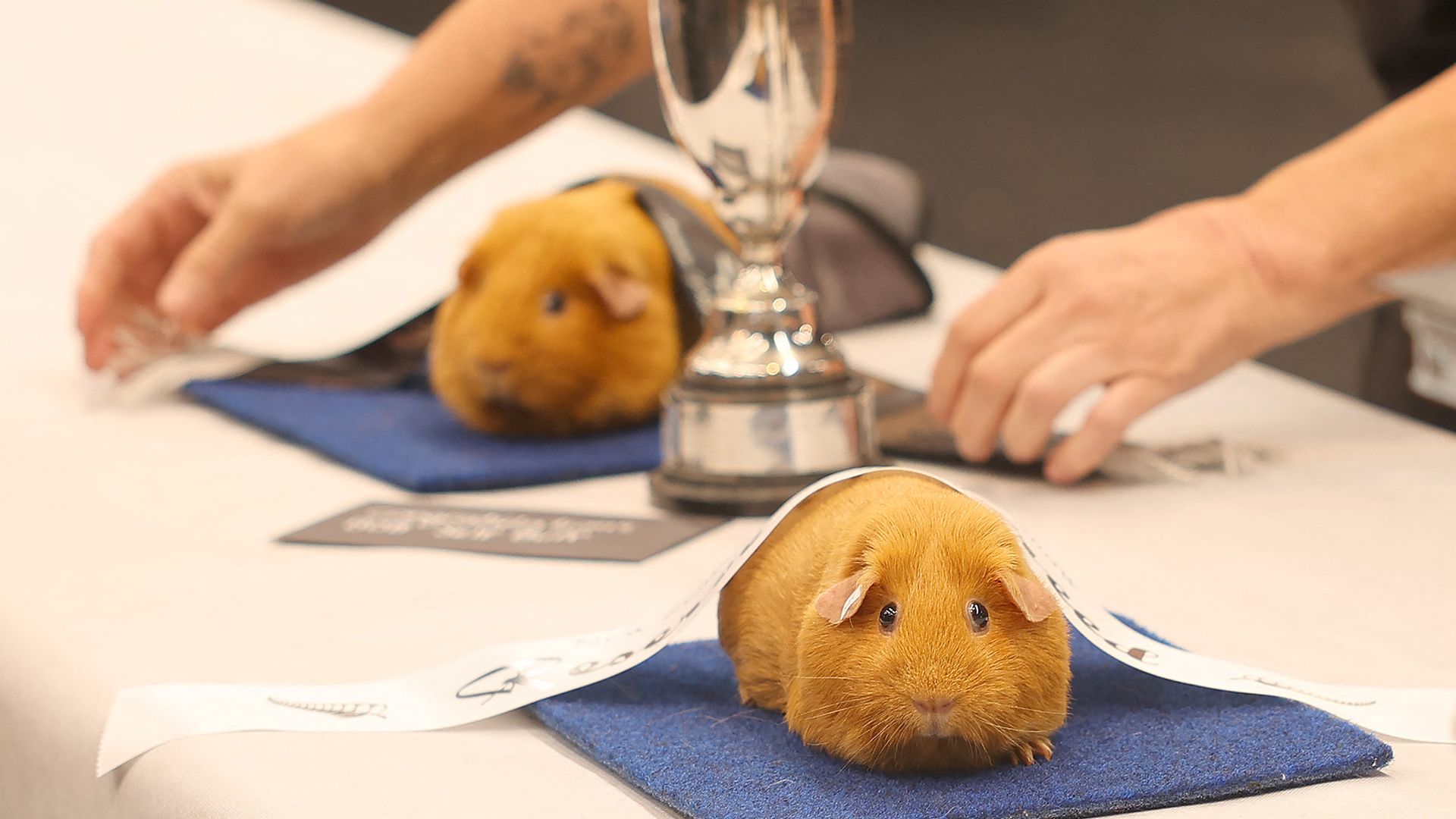
                                A prize-winning guinea pig is draped with a winner's ribbon during the National Guinea Pig Show in Taupo, New Zealand
                            