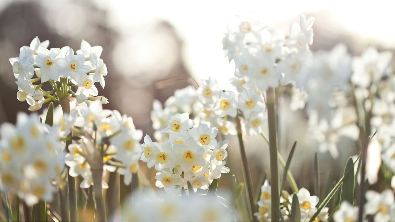 Paperwhite daffodils