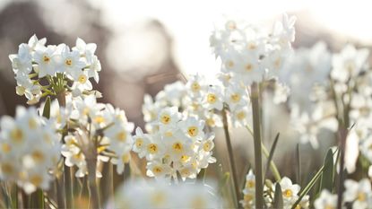 Winter Narcissi: Narcissus papyraceus 'Ziva' / paperwhite daffodil bulbs on top of antique books. 