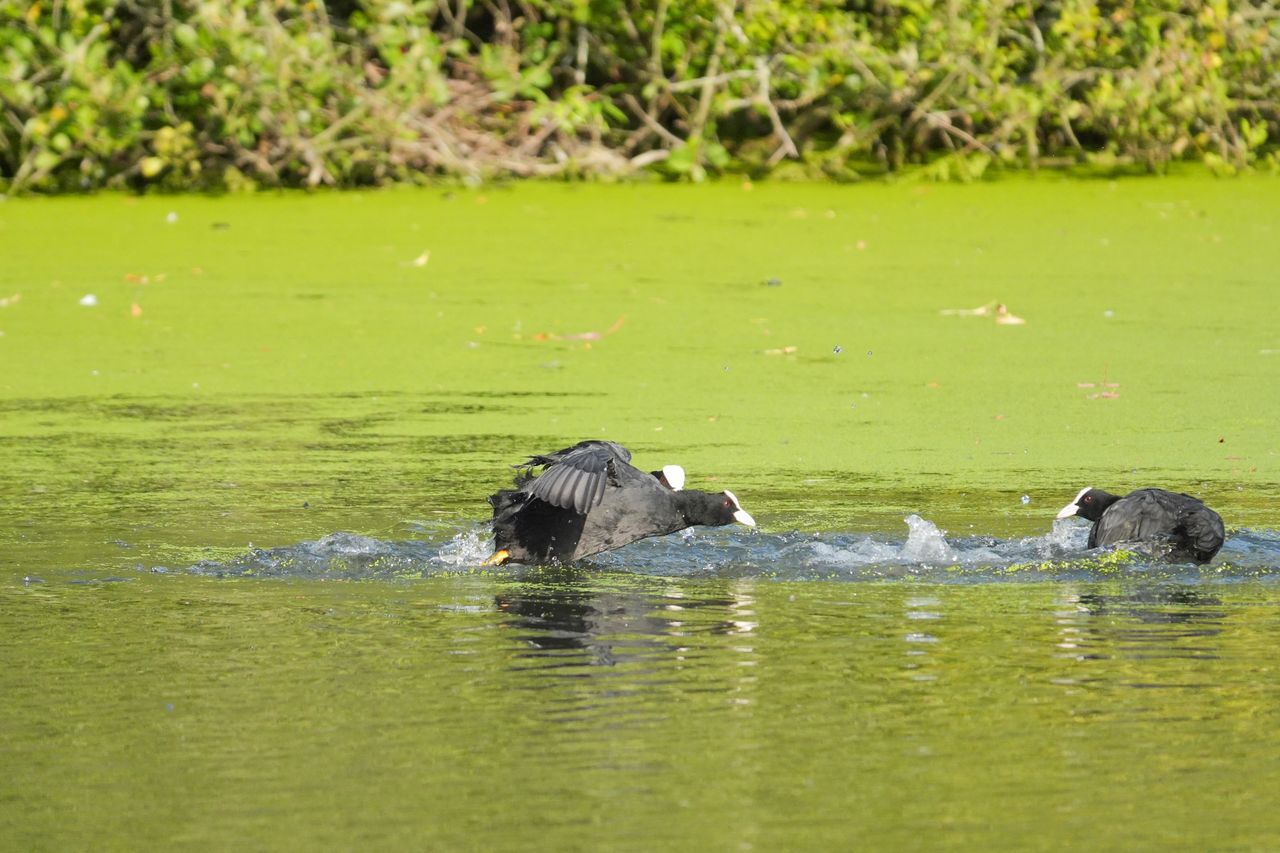A photo taken on a Sony RX10 V bridge camera
