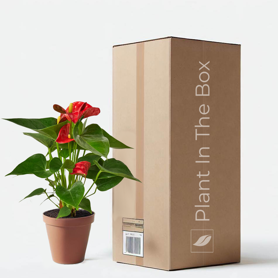 Anthurium Andraeanum 'red' (nursery Pot) - Small