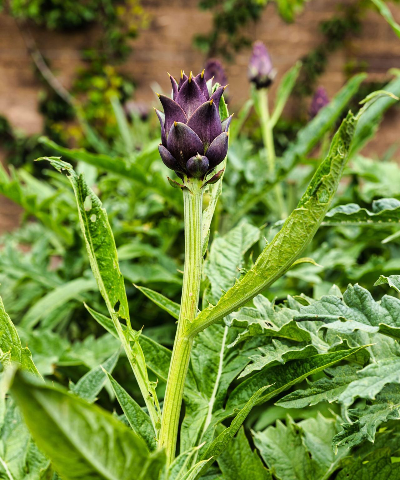 When are artichokes in season? For the perfect harvest Homes & Gardens
