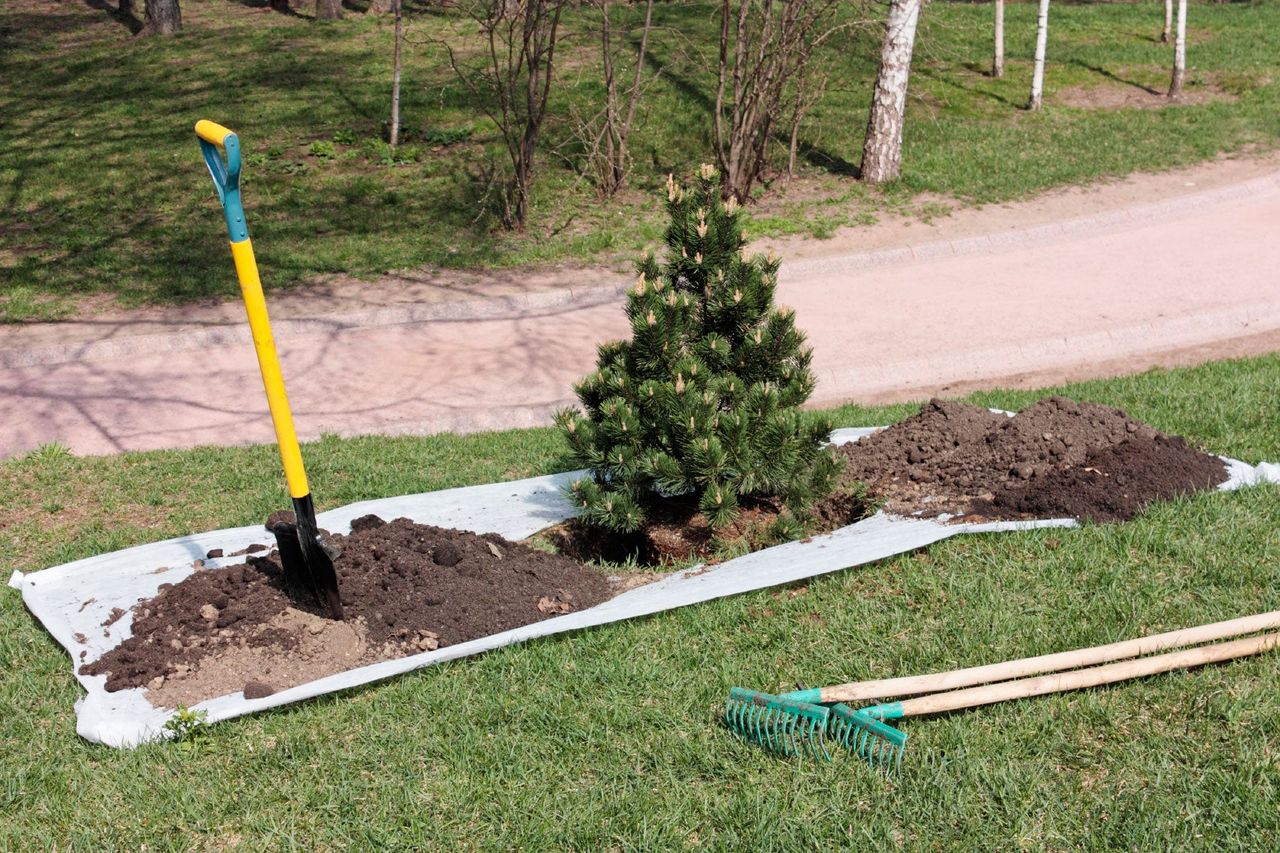 Dirt Piles Next To A Planted Tree