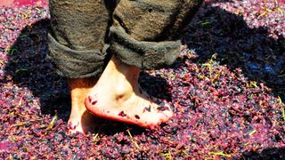 Trampling grapes is 'pure pleasure', like 'squelching mud between the toes'