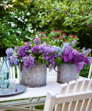 lilac cut flowers in buckets on table