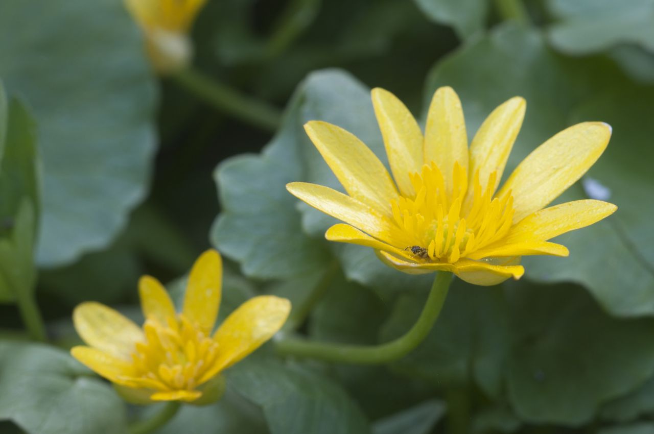 Lesser celandine (Ficaria verna).