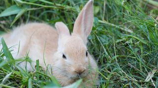 Palomino bunny